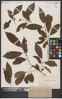 Foto von Salix caprea L. x Salix daphnoides Vill.